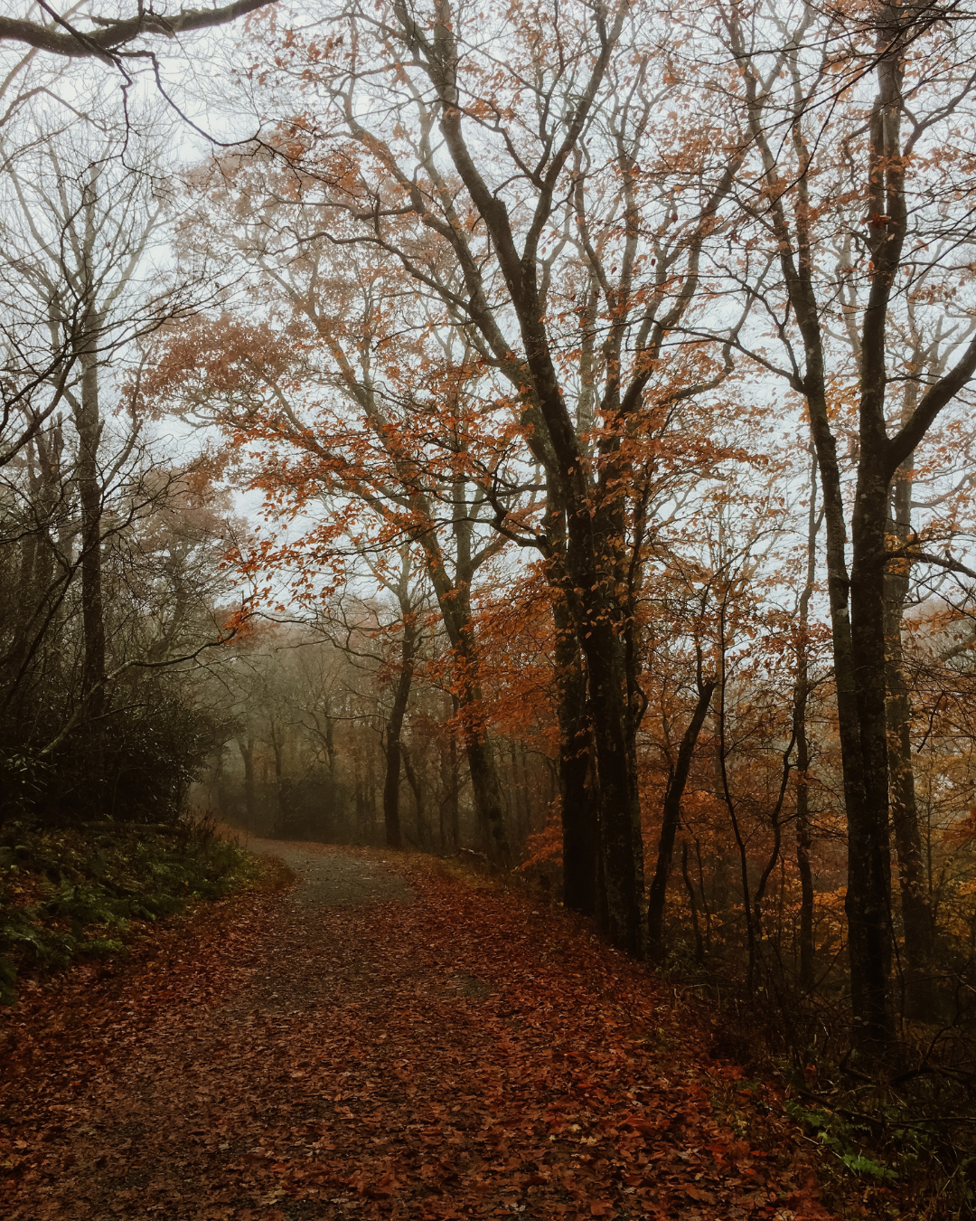 The Autumn Cottage